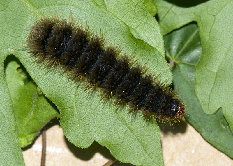 Bruco da id - Amata sp., Erebidae Arctiinae